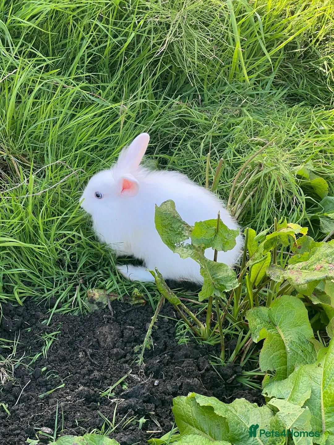 Mixed Breed rabbits for sale: 🐰 Adorable Baby Bunnies Looking for Loving Homes  in Swansea - Advert 2
