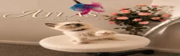 Ragdoll cats for sale: Ragdoll - Advert 2