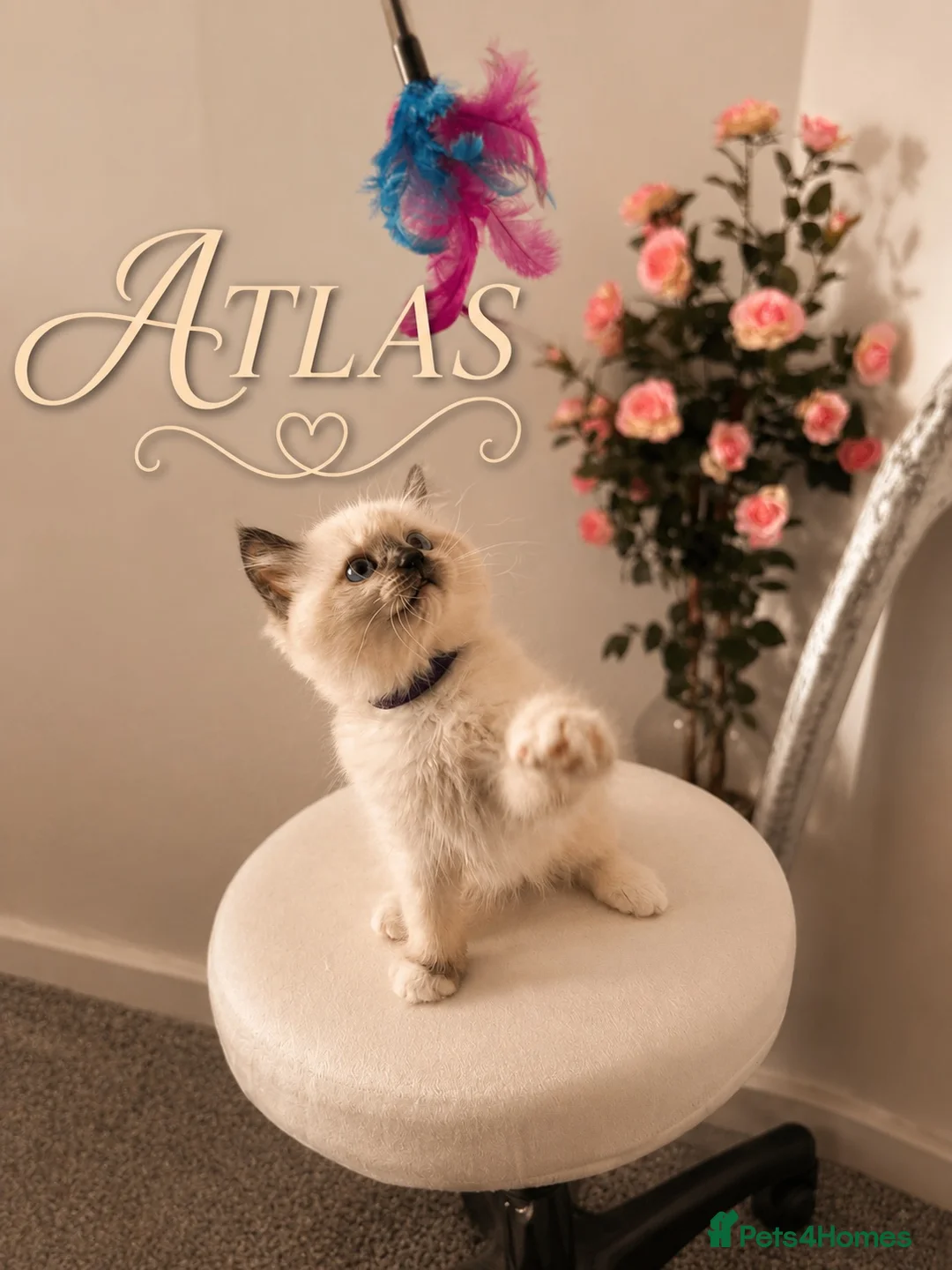 Ragdoll cats for sale: Ragdoll - Advert 2
