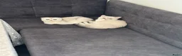 Scottish Fold cats for sale: purebred Scottish kittens - Advert 6