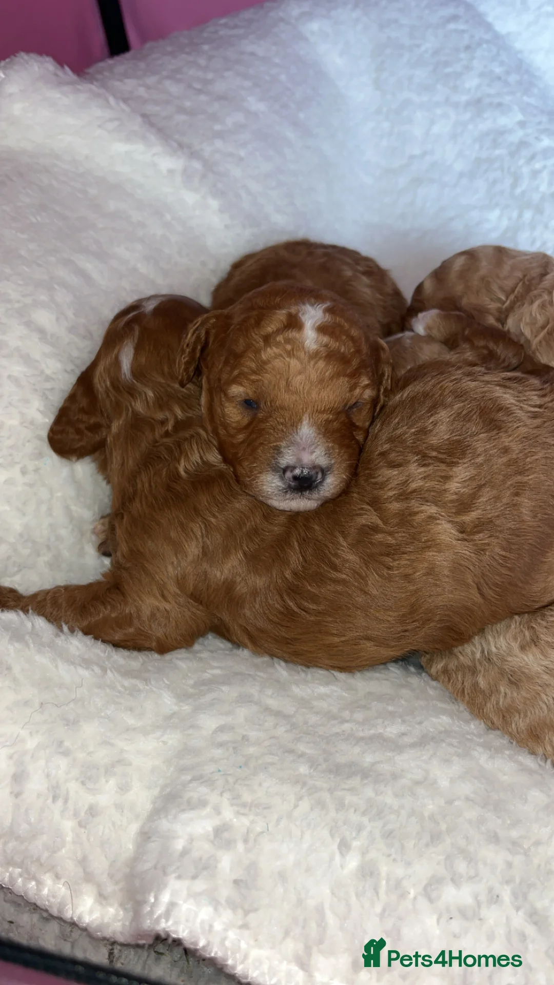 Cavapoo dogs for sale: F1B Cavapoos  - Advert 2