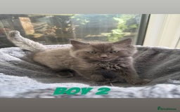 Ragdoll cats for sale: Stunning ragdoll cross BSH - Image 8