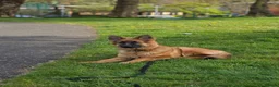 German Shepherd dogs for sale: 10 Month Old German shepherd in Birmingham - Advert 5