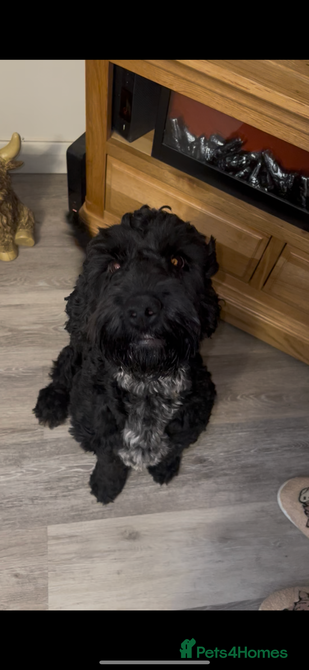 Cockapoo dogs for sale: Cockapoo puppies - Image 4