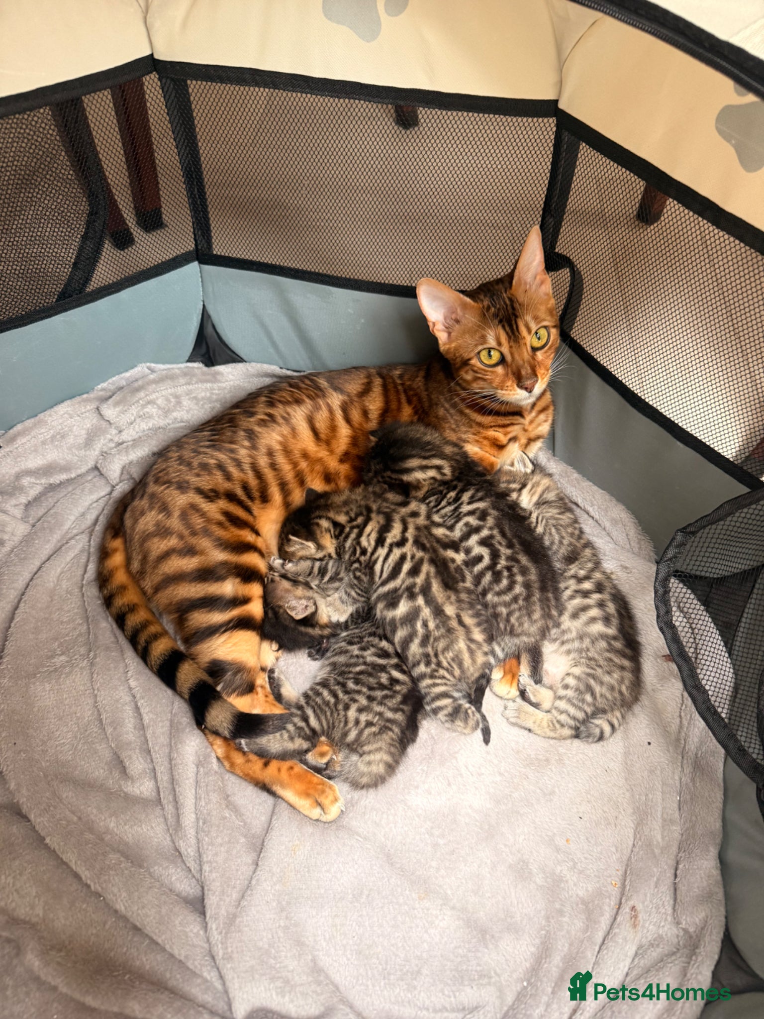 Mixed Breed cats Half bengal kitten  - Advert 1