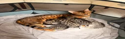 Mixed Breed cats for sale: Half bengal kitten  - Advert 1