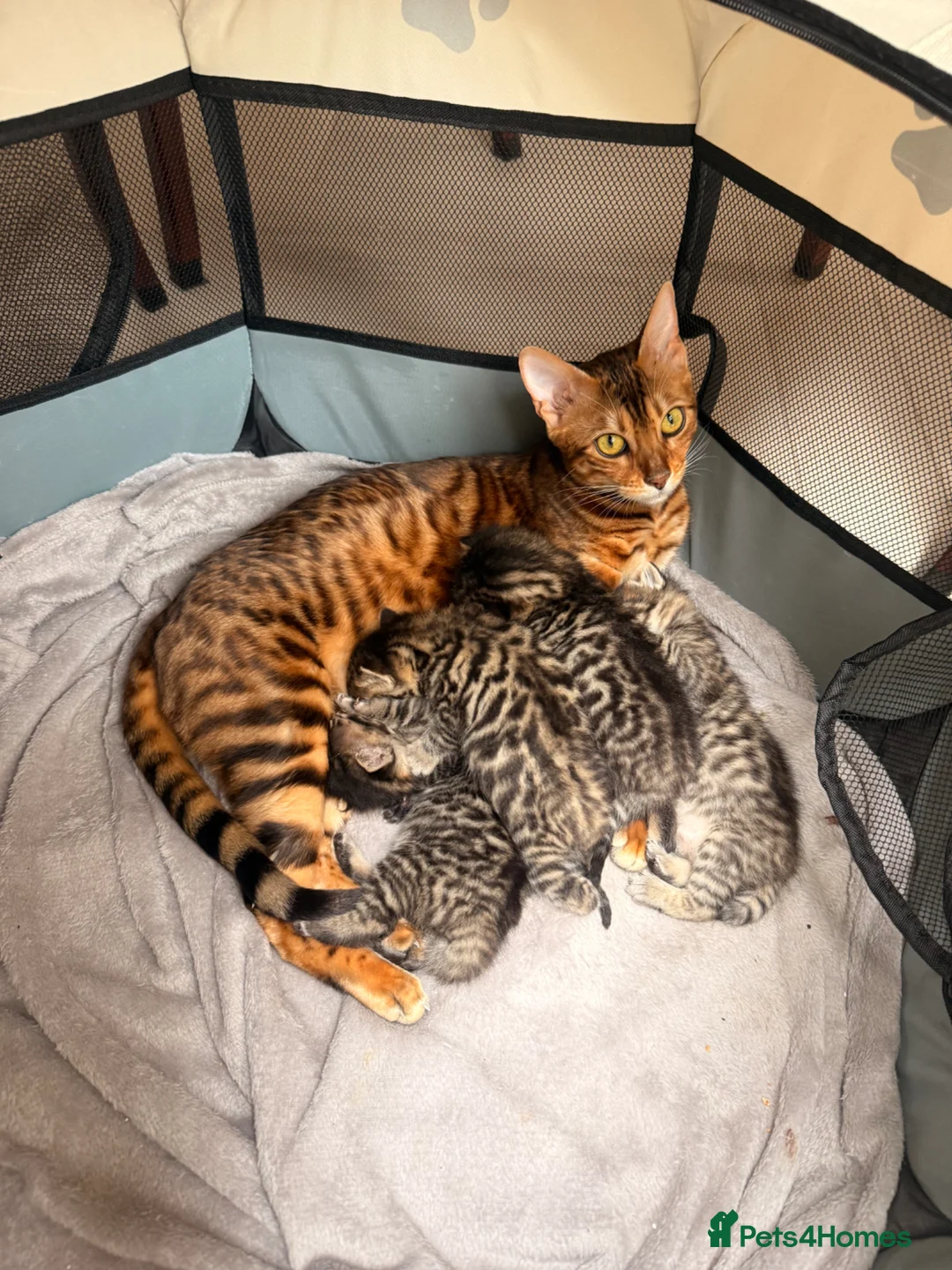 Mixed Breed cats for sale: Half bengal kitten  - Advert 1