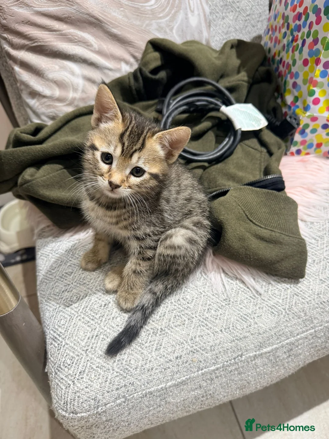 Mixed Breed cats for sale: Bengal X kittens  - Advert 41