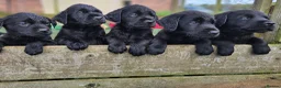 Labrador Retriever dogs for sale: Outstanding Labrador GUNDOG labrador puppies  - Advert 11