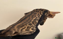 Bengal cats for sale: 😻OUTSTANDING TICA reg BENGAL KITTENS  - Image 6