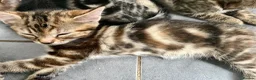 Bengal cats for sale: Bengal X Kittens With Famous Siblings!  - Advert 3