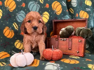 Cocker Spaniel dogs ⭐️Stunning show cocker spaniel puppies - Advert 2
