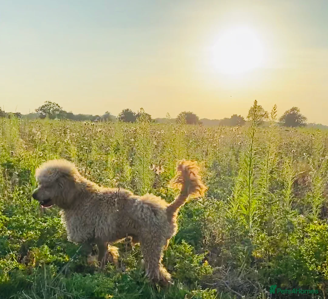 Miniature Poodle dogs for stud: BVA ✅ KC ✅Red ✅Poodle 13” in Pickering - Advert 4
