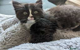 Ragdoll cats for sale: Ragdoll kittens - Image 15