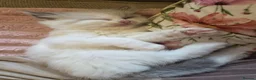 Ragdoll cats for sale: Ragdoll kittens purebred  - Advert 15