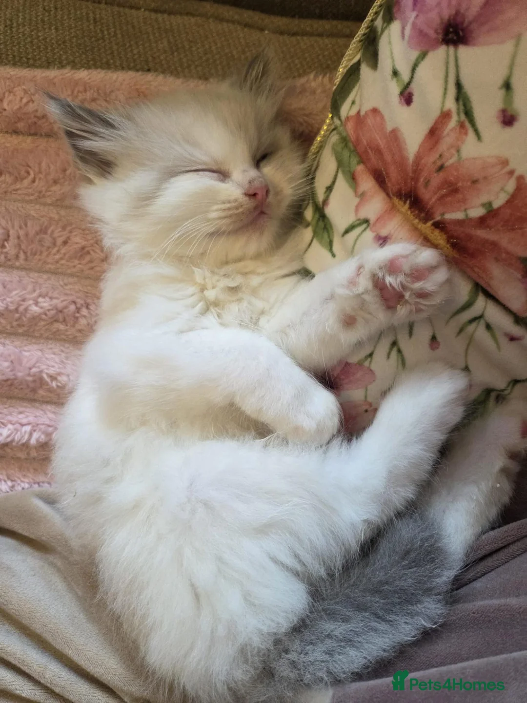 Ragdoll cats for sale: Ragdoll kittens purebred  - Advert 15