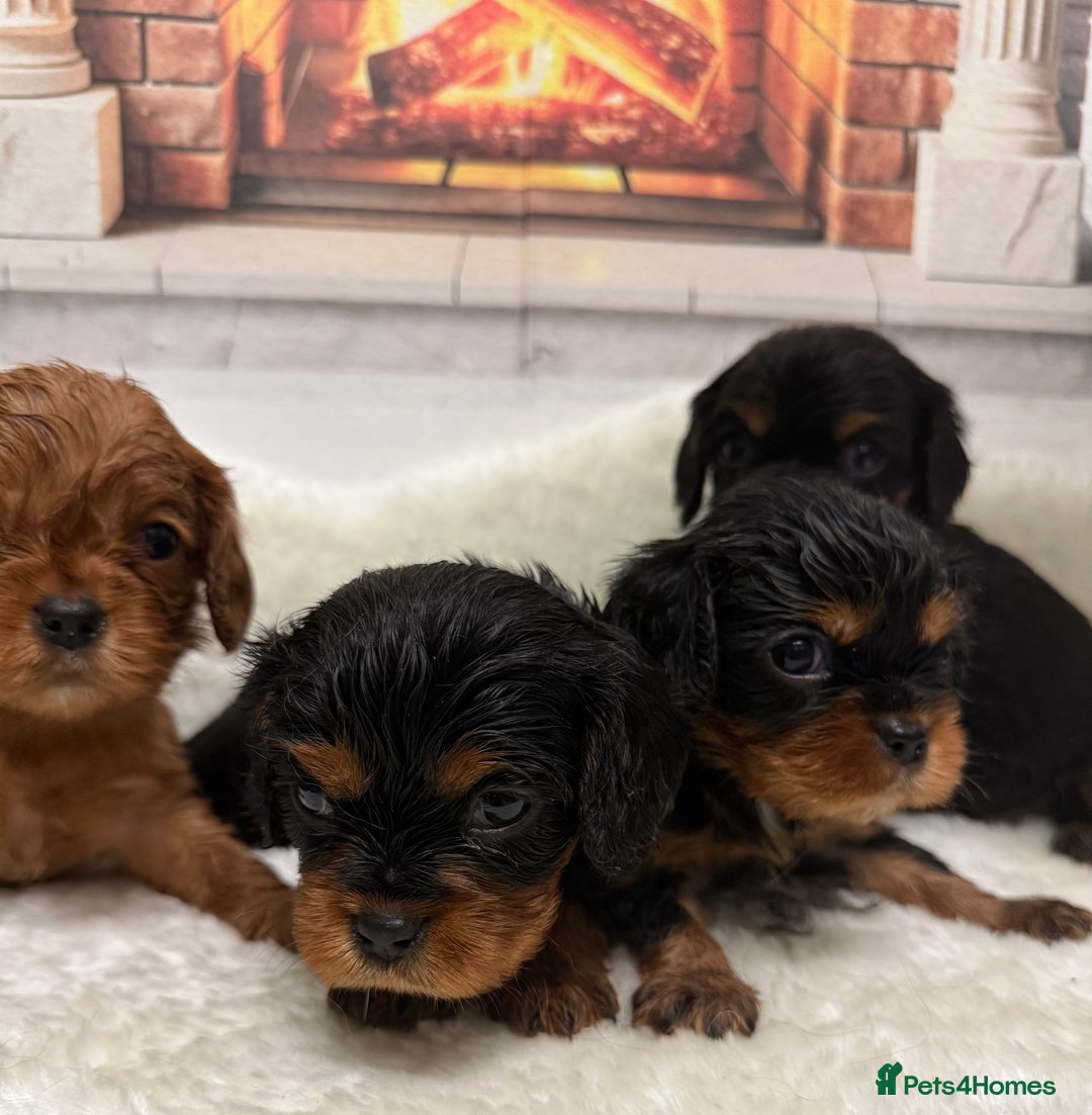 Cavalier King Charles Spaniel dogs for sale: KC King Charles Cavalier Puppies for sale  - Advert 10
