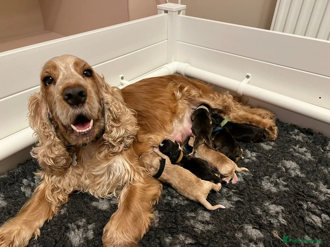 Cocker Spaniel dogs for sale: Exceptional Health Tested Show Cocker Spaniel - Advert 25