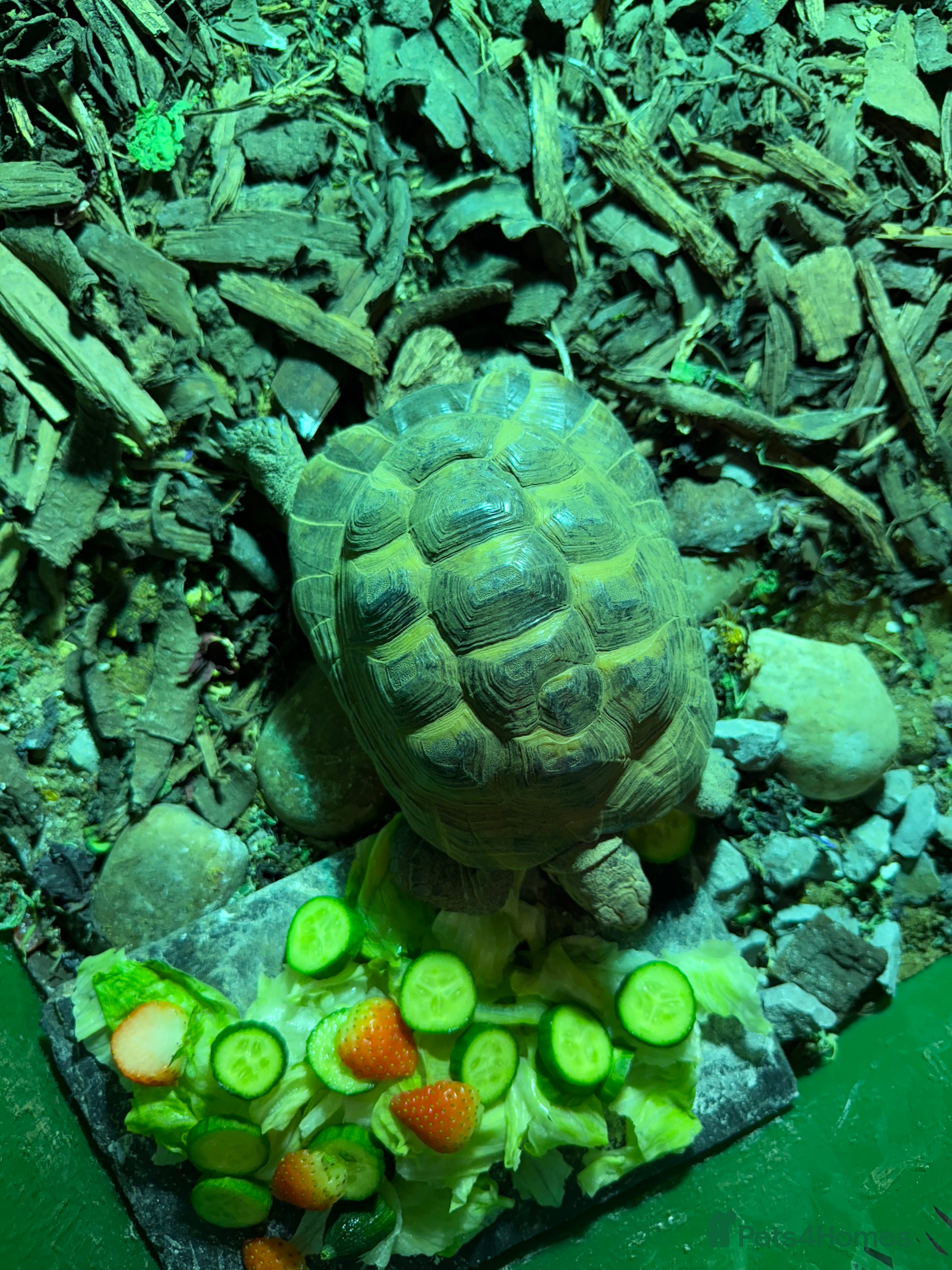 Tortoise reptiles 3 year old Herman tortoise - Advert 19