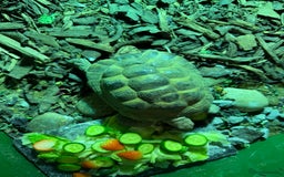 Tortoise reptiles for sale: 3 year old Herman tortoise - Image 1
