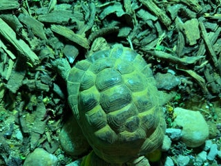 Tortoise reptiles for sale - Advert 1
