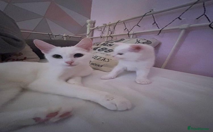 Domestic Shorthair cats - Advert 1