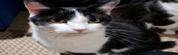 Mixed Breed cats for sale: Rescue cats and kittens 🧡 - Advert 4