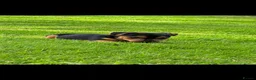 Jack Russell dogs for sale: jackrussell in Aberystwyth - Advert 8