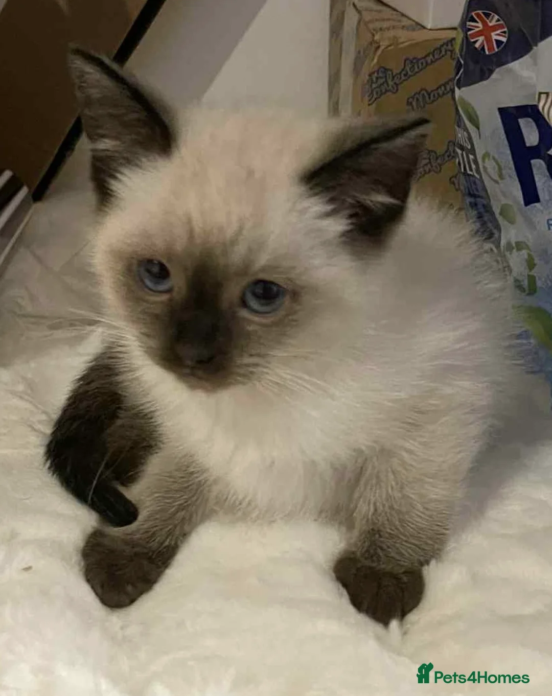 Ragdoll cats for sale: 3 beautiful ragdoll x kittens READY NOW - Advert 4