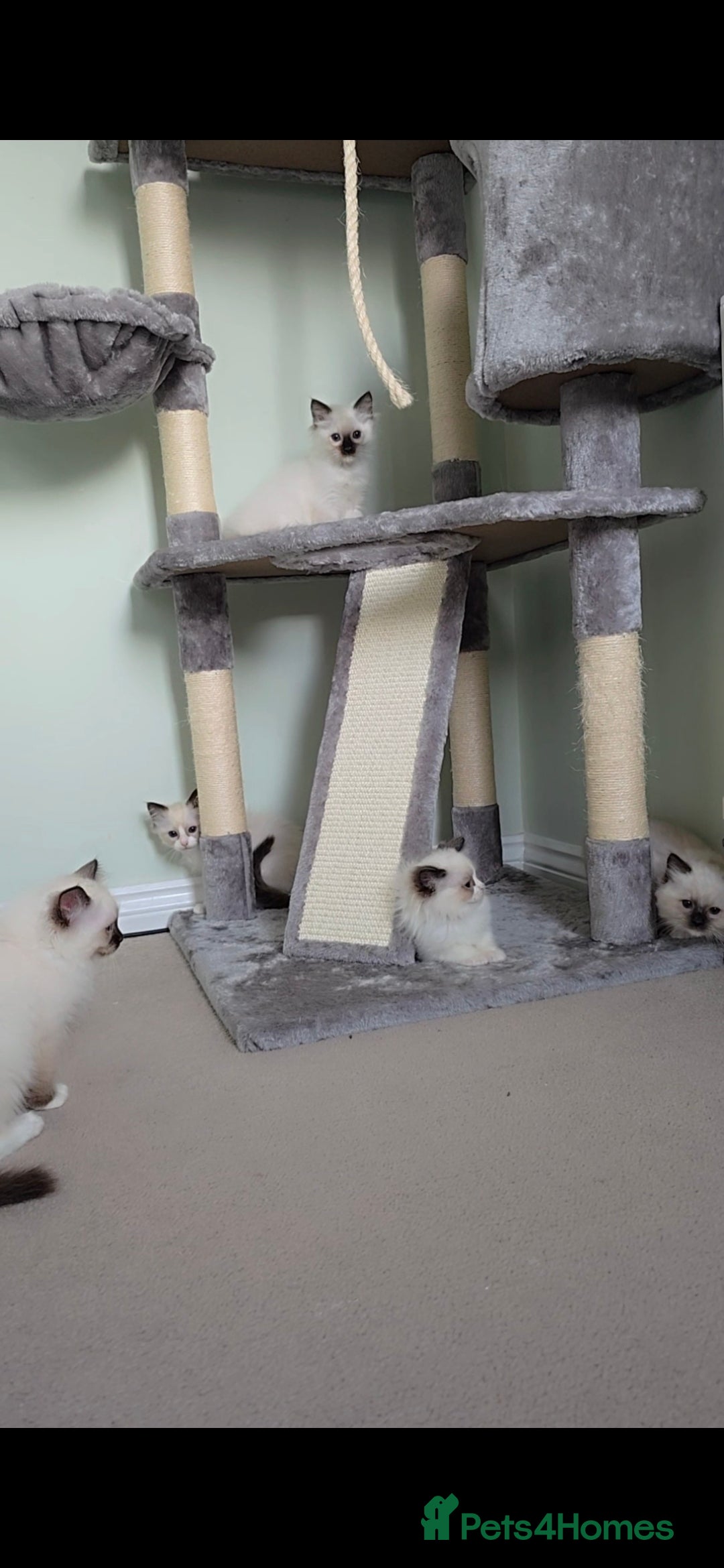 Ragdoll cats for sale: TICA REGISTERED KITTENS/Active - Advert 31