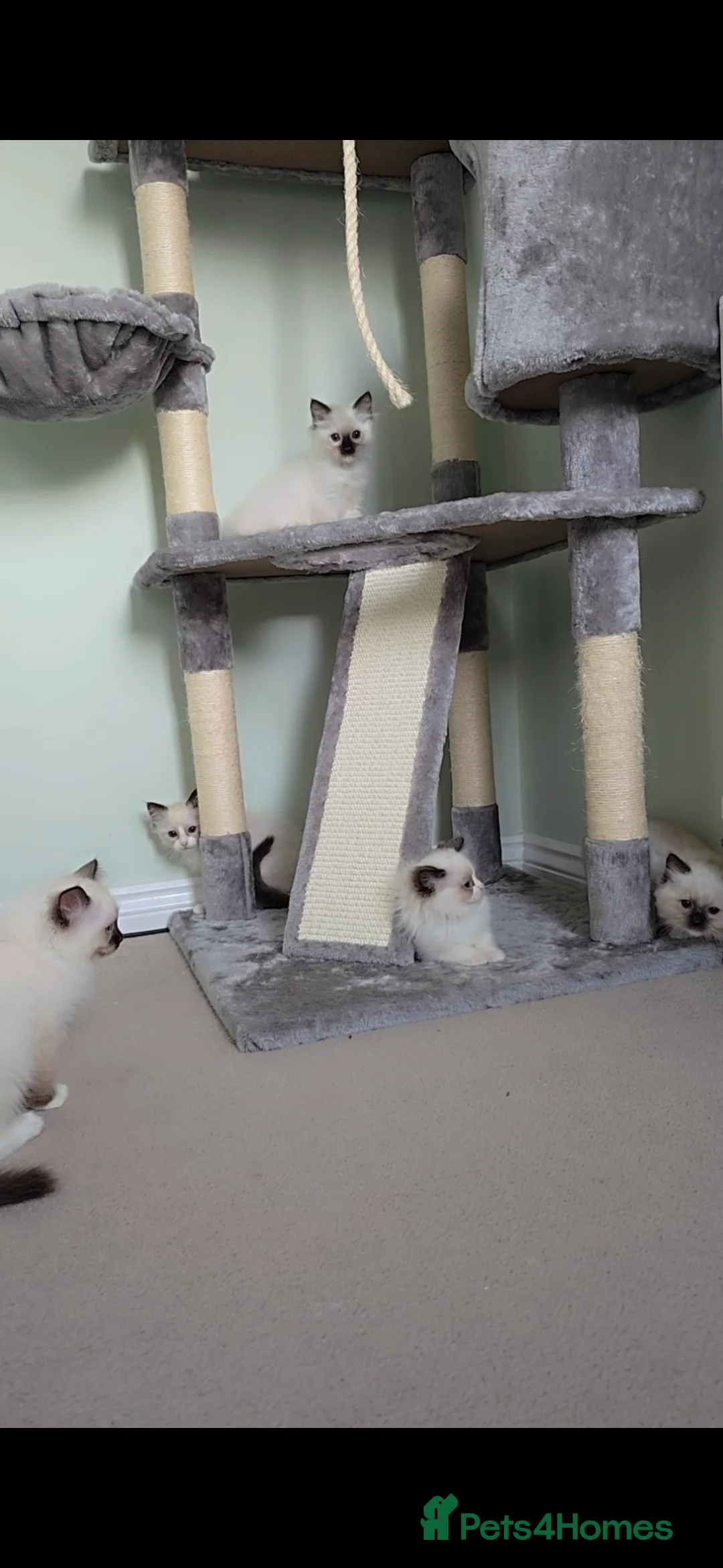 Ragdoll cats for sale: TICA REGISTERED KITTENS/Active - Advert 12