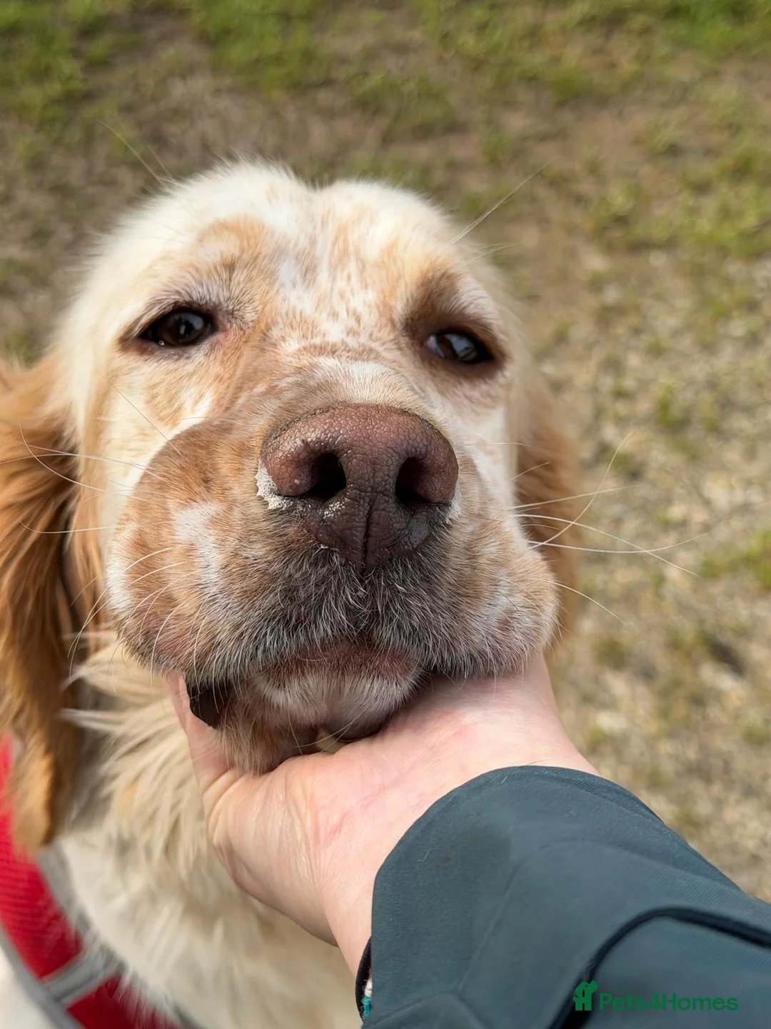 English Setter dogs for adoption: Oleo  - Advert 5