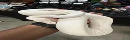 Python Snake reptiles for sale: Ivory Ball Python  in London - Advert 2