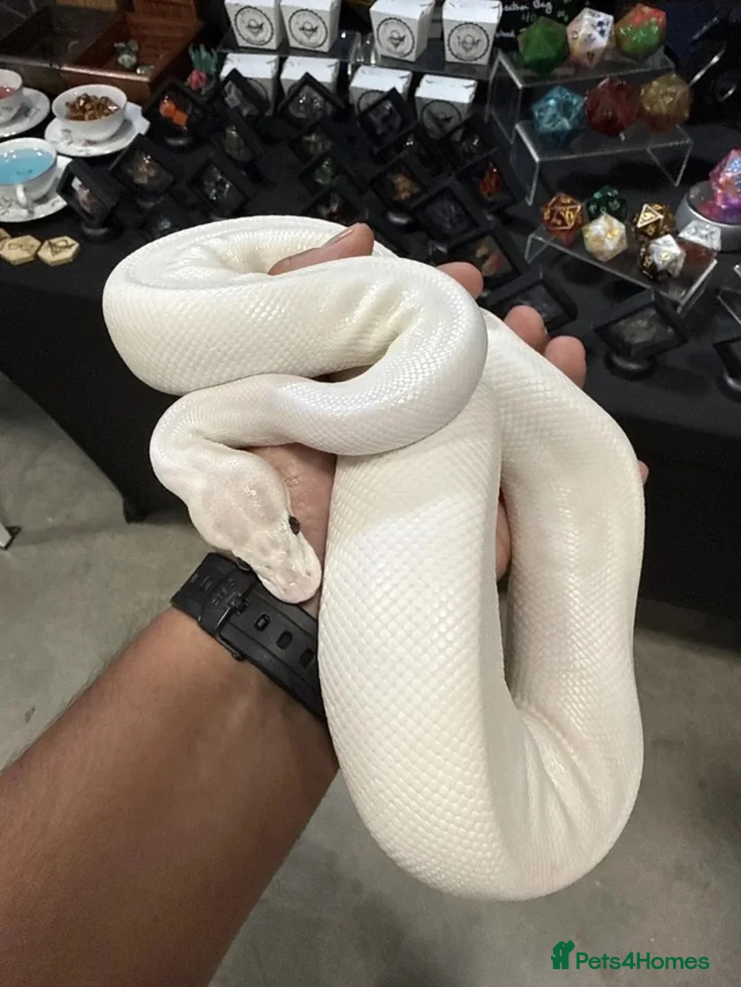 Python Snake reptiles for sale: Ivory Ball Python  in London - Advert 2