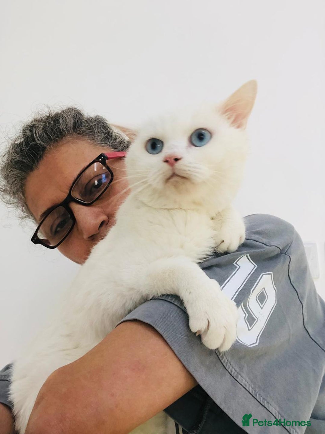 Mixed Breed cats for adoption: LENNON - MIX TURKISH ANGORA BOY PERFECT HEALTH  - Image 4