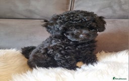 Cockapoo dogs for sale: Adorable best friend pups, sold fully vaccinated - Advert 18