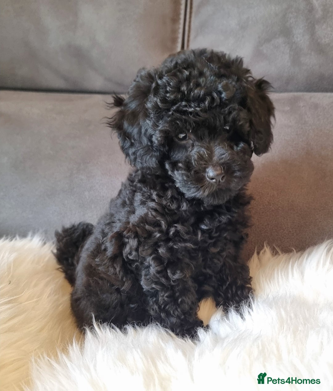 Cockapoo dogs for sale: Adorable best friend pups, sold fully vaccinated - Advert 18