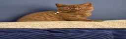 British Shorthair cats for sale: British Shorthair Kitten ✨ chocolate Cinnamon Girl - Advert 11