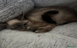 Domestic Shorthair cats for sale: 4 female cats - Advert 3