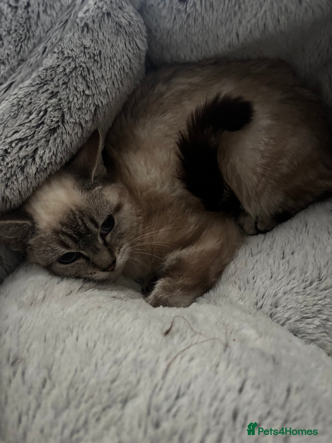 Domestic Shorthair cats for sale: 4 female cats - Advert 3