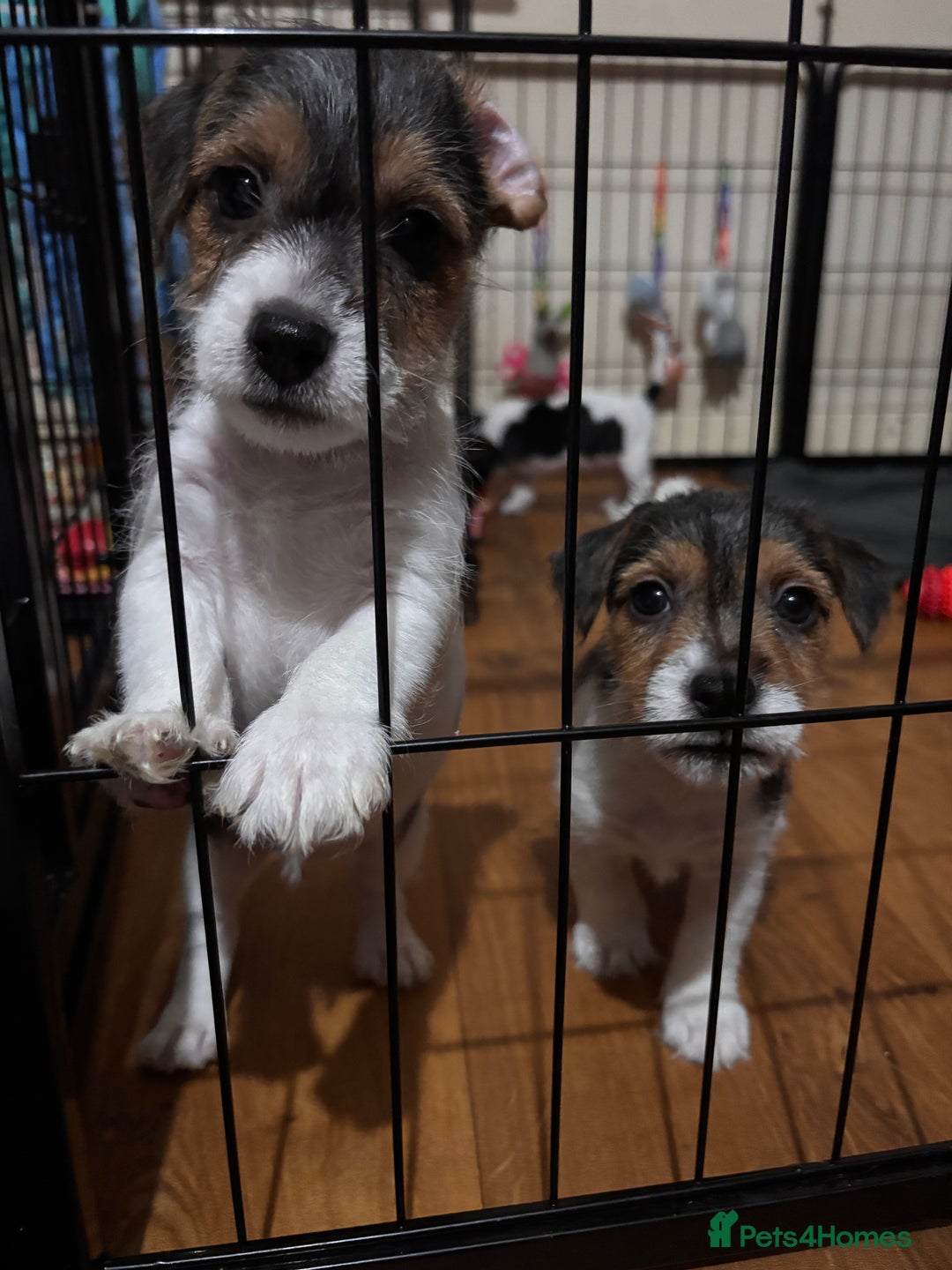 Mixed Breed dogs for sale: 1 Girl Jack Russell x Yorkshire Terrier Puppies - Image 29