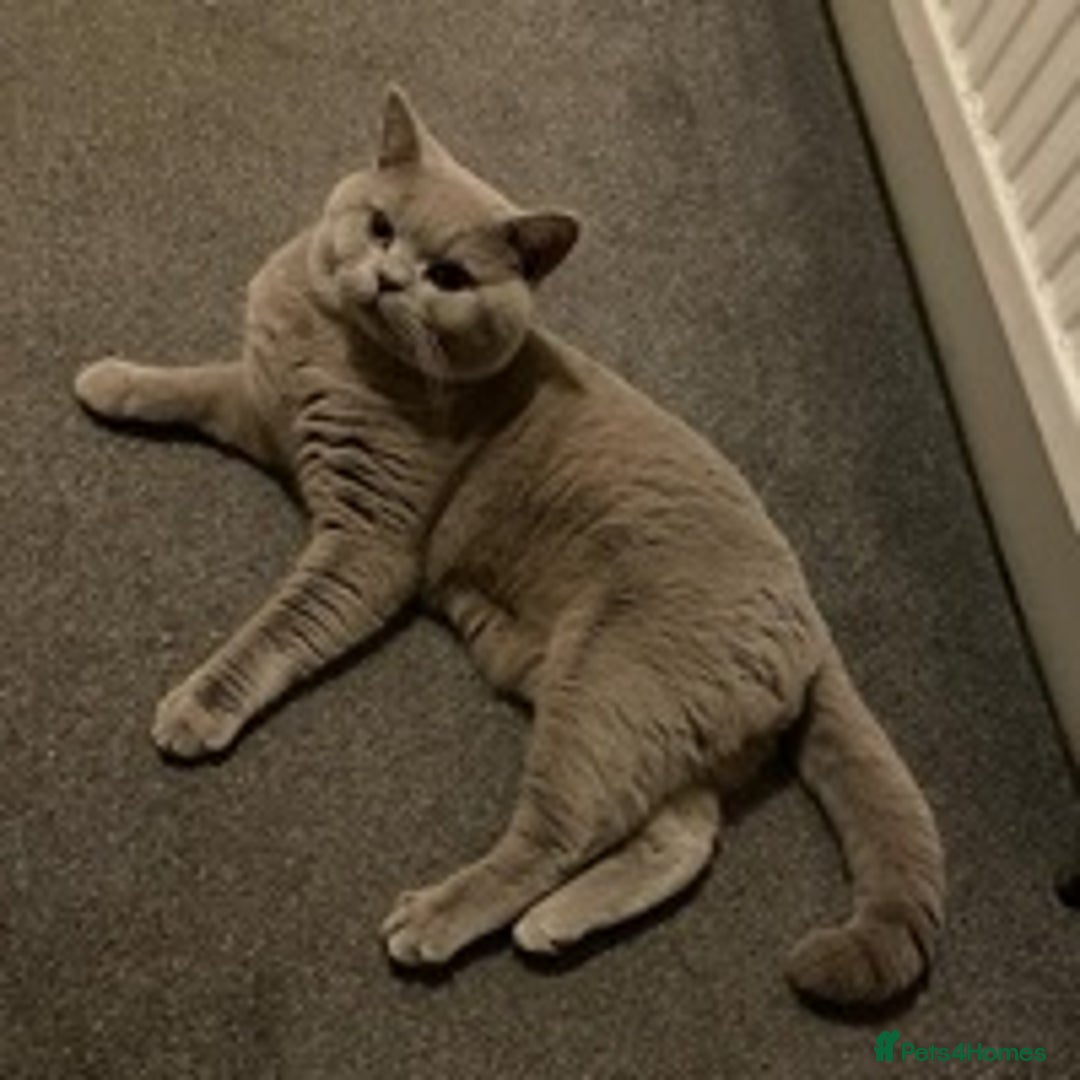 British Shorthair cats for stud: STUD ONLY in Huddersfield - Image 15