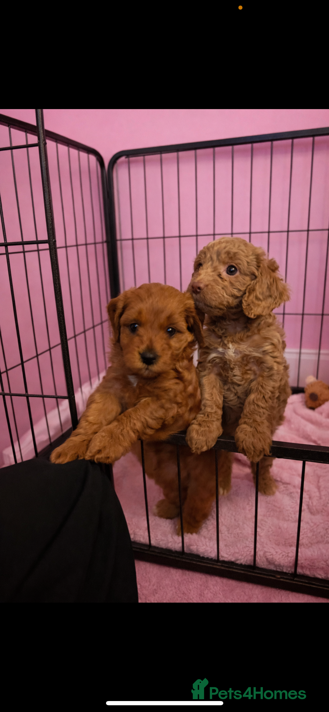 Cavapoo dogs for sale: stunning litter of cavapoo girls  - Advert 2