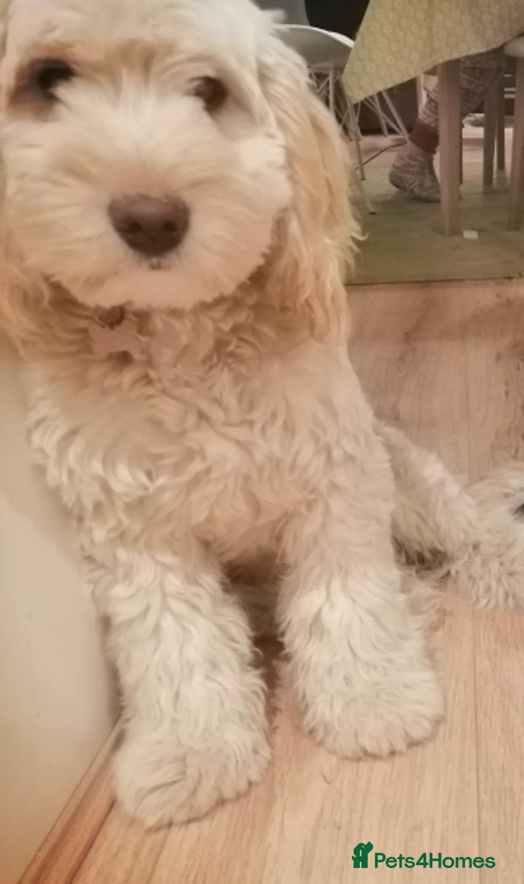 Cockapoo dogs for stud: Cockapoo F1 - Show Champion* and Proven Stud in Barnstaple - Advert 7