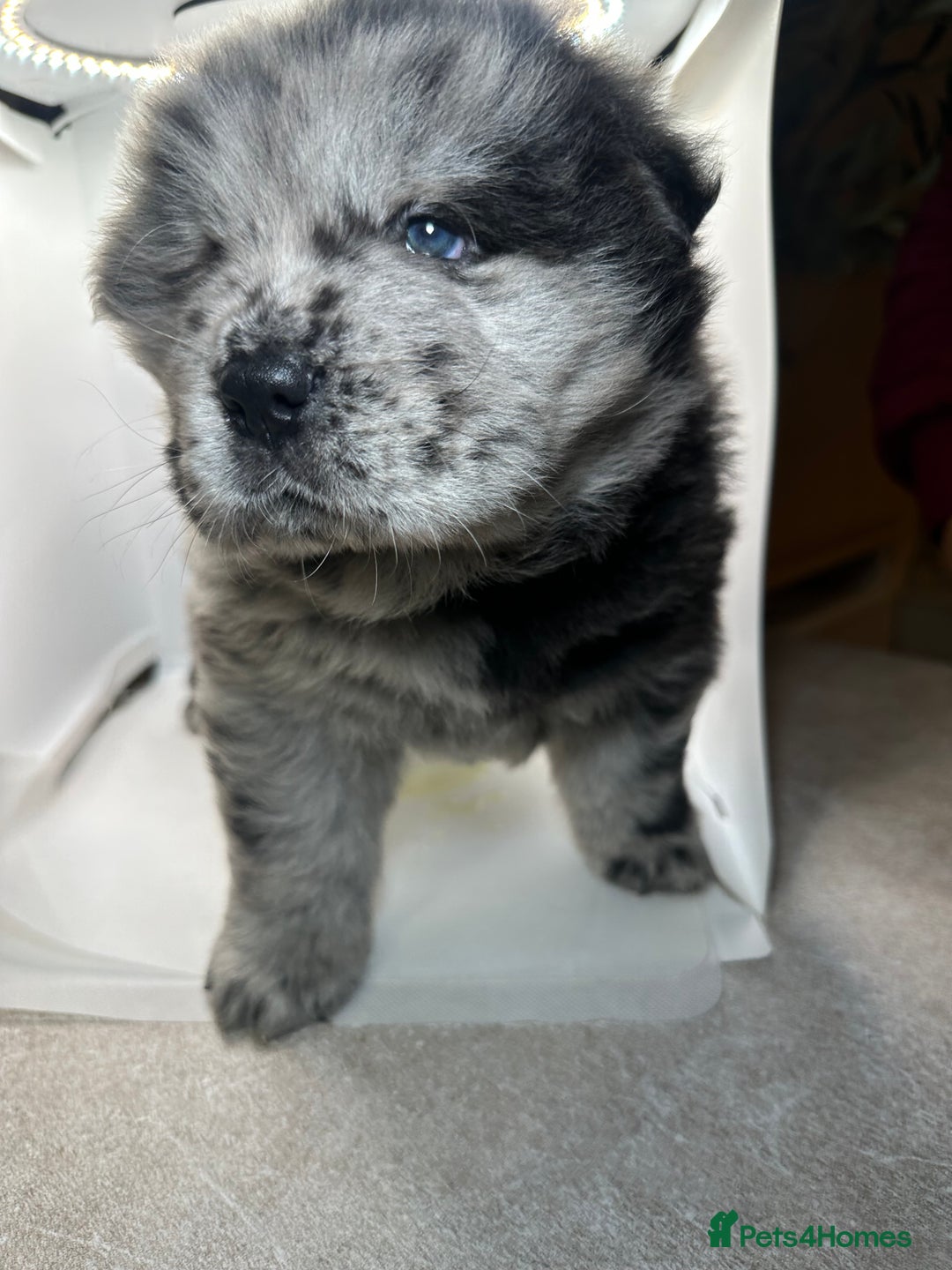 Chow Chow dogs for sale: Merle chow chow  - Advert 14