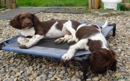 English Springer Spaniel dogs for sale: Two Gorgeous Boy English Springer Spaniel Puppies  - Image 31