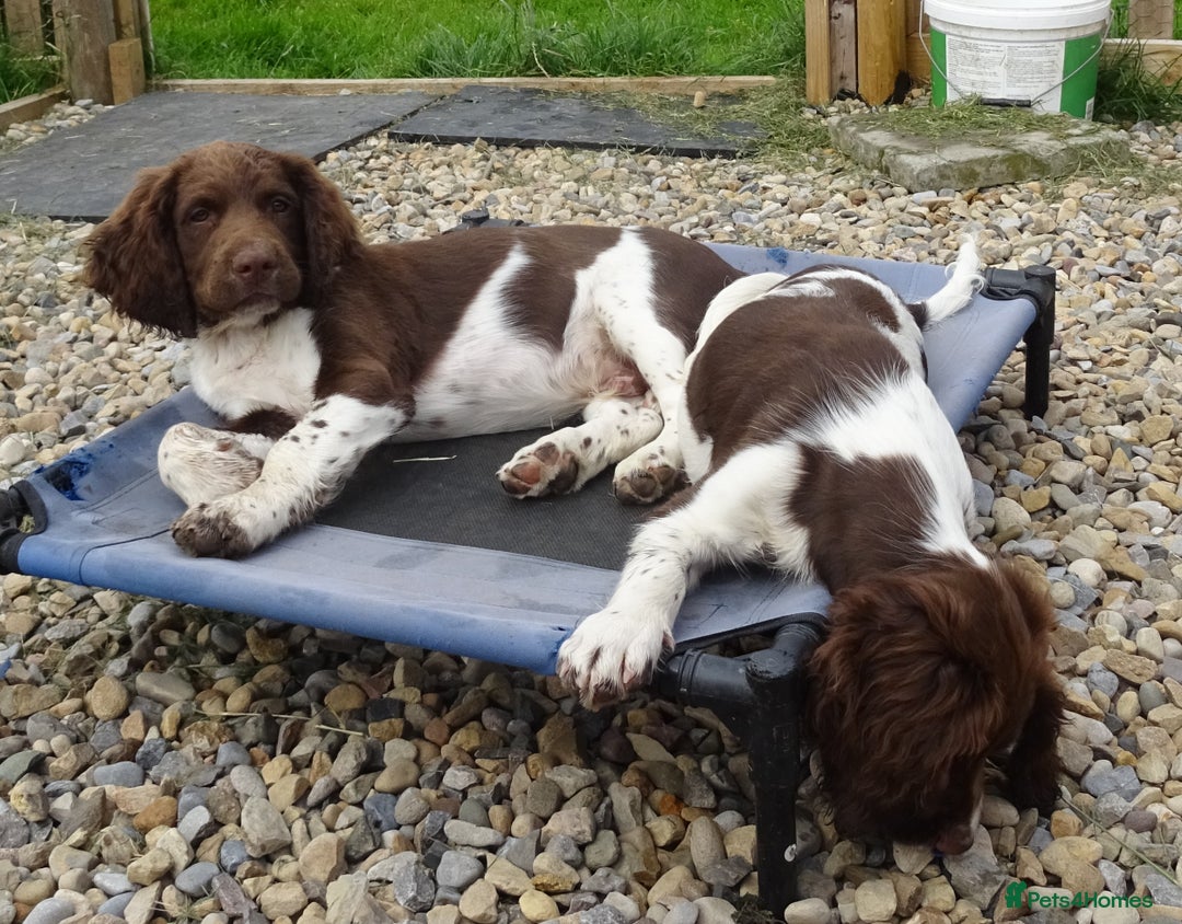 English Springer Spaniel dogs for sale: Two Gorgeous Boy English Springer Spaniel Puppies  - Image 31