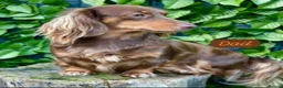 Miniature Dachshund dogs for sale: 1 female miniature long haired dachshund PRA clear - Advert 6