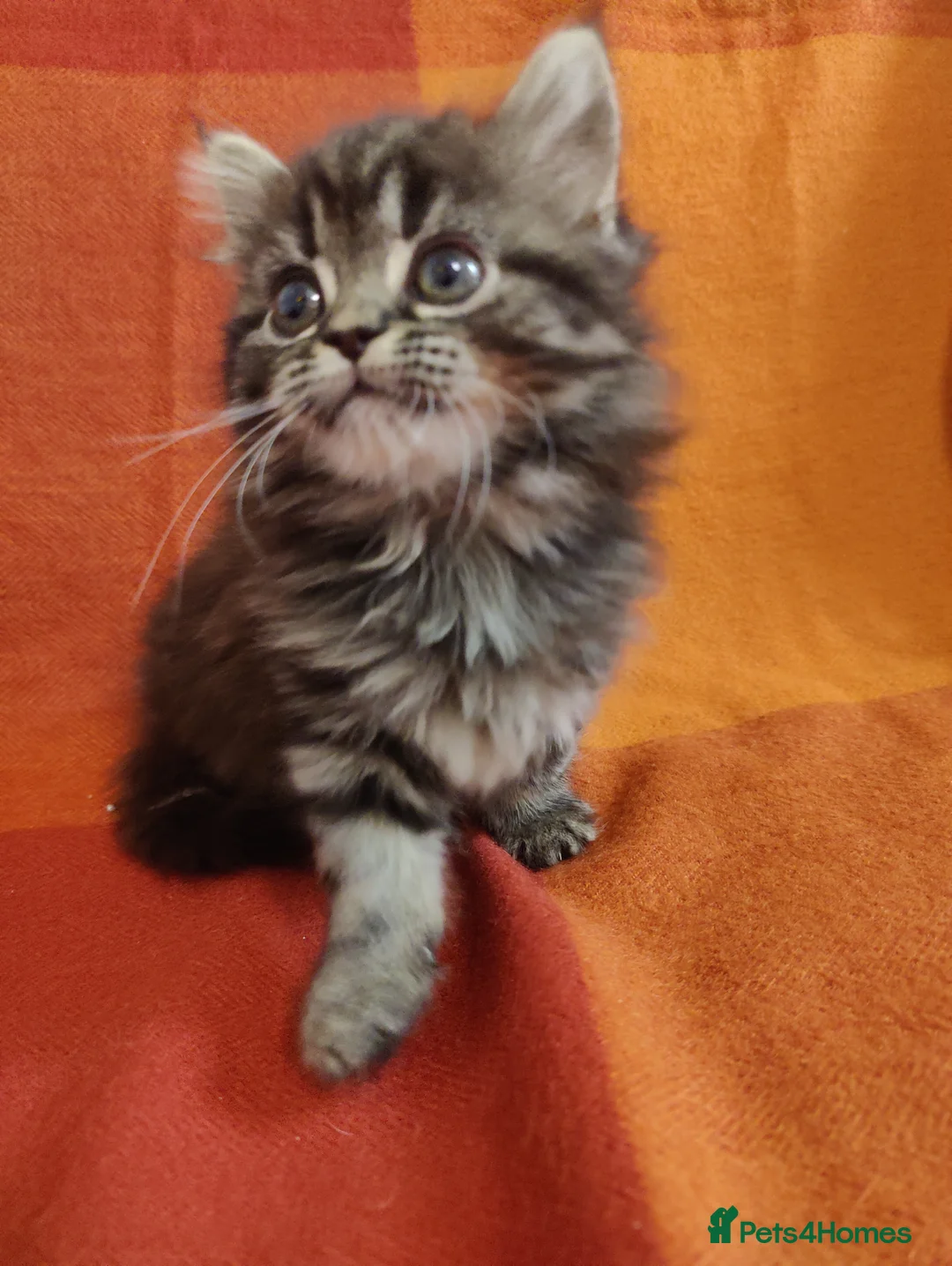 Mixed Breed cats for sale: Stunning kittens for sale  - Advert 2