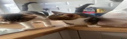 American Shorthair cats for sale: Kittens for sale  in Malpas - Advert 12